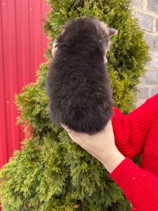 Дівчинка вельш коргі пемблок бобтейл