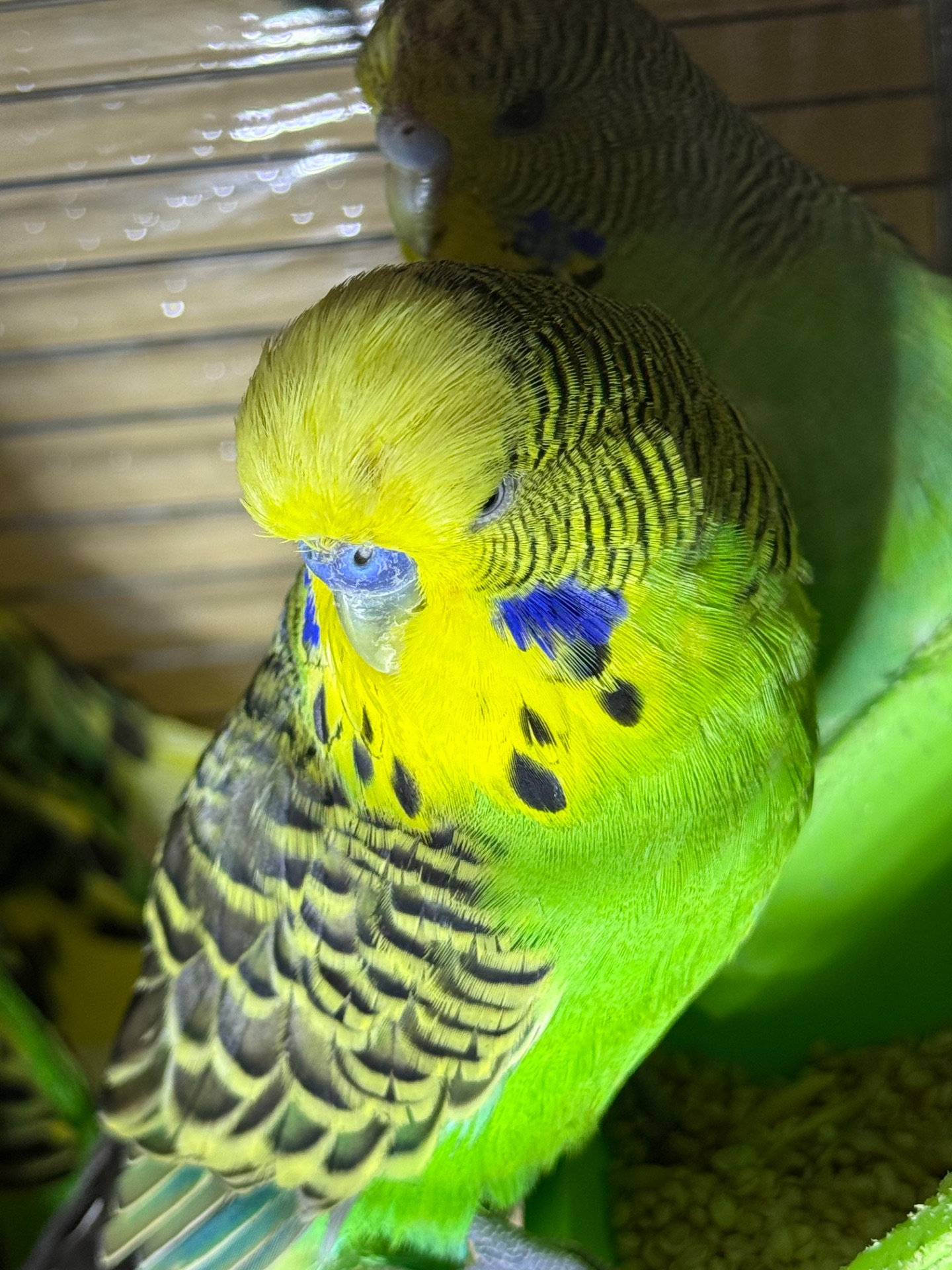 Виставочні папуги Чехи молоді та дорослі