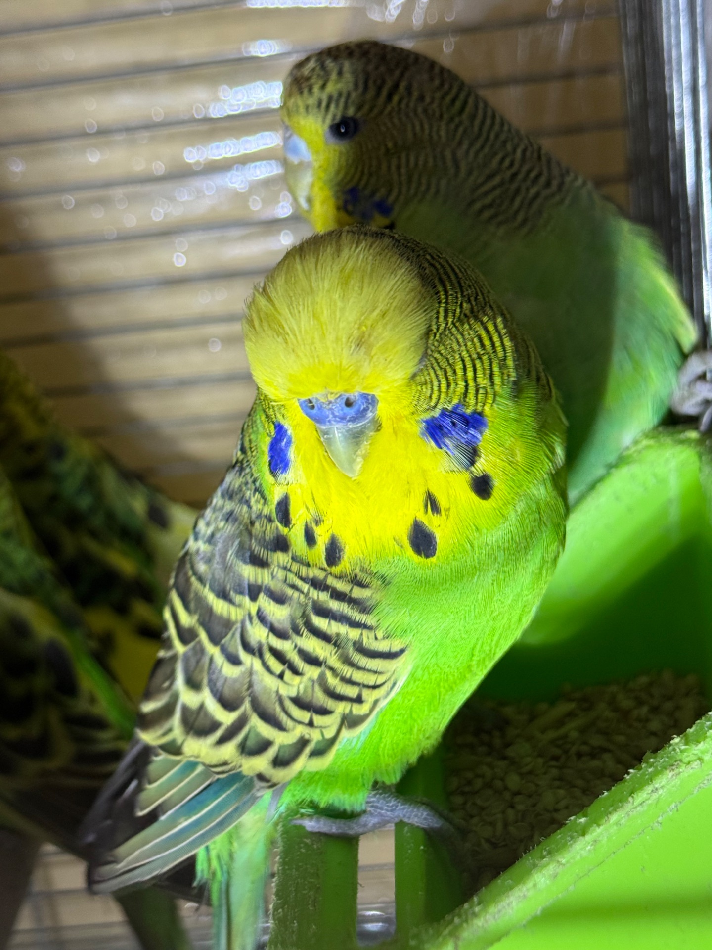 Виставочні папуги Чехи молоді та дорослі