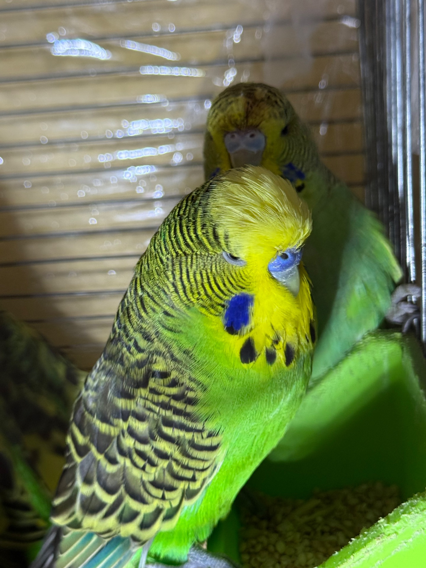 Виставочні папуги Чехи молоді та дорослі