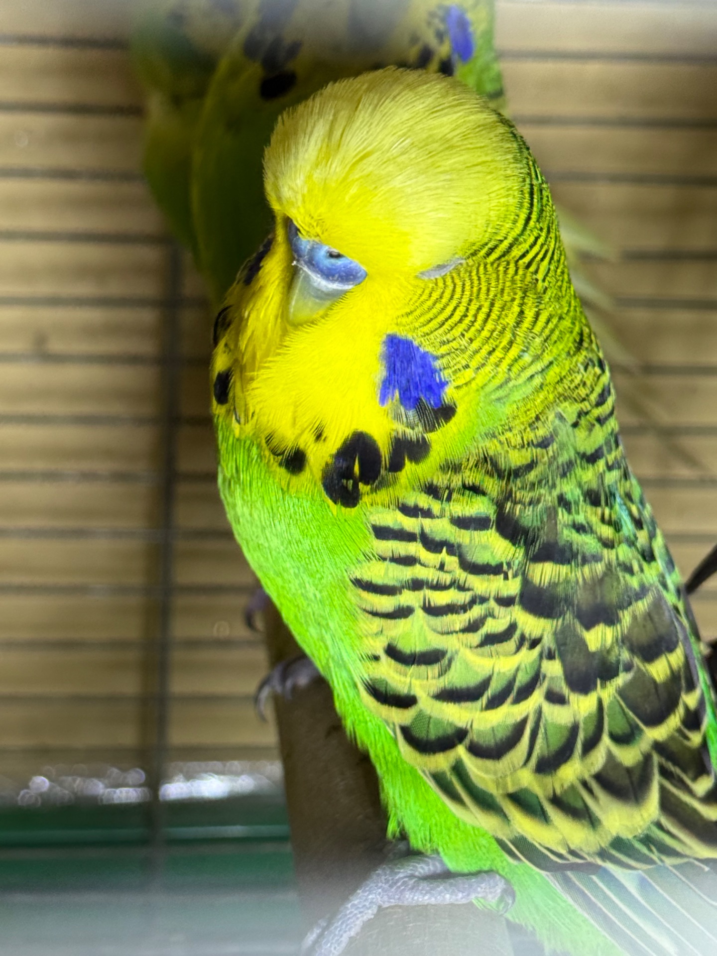 Выставочные вольностям попугаи Чехи