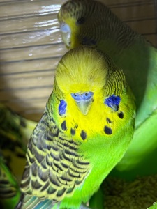 Виставочні папуги Чехи молоді та дорослі