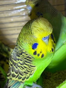 Виставочні папуги Чехи молоді та дорослі