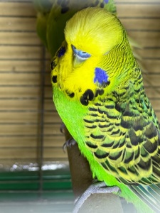 Выставочные вольностям попугаи Чехи