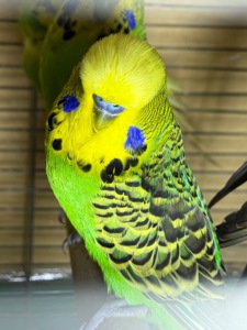 Выставочные вольностям попугаи Чехи