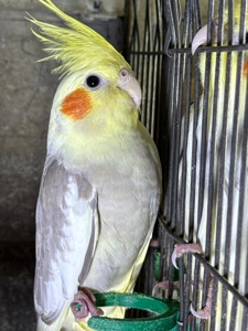 Папуги грайливі ручні Корелла