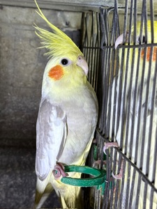 Папуги грайливі ручні Корелла