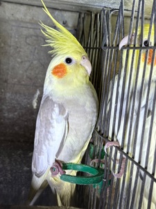 Папуги грайливі ручні Корелла