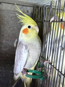 Папуги грайливі ручні Корелла