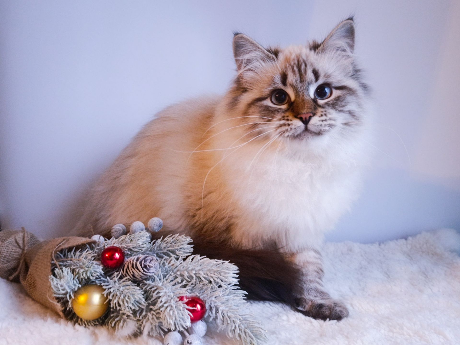 Клубна невська маскарадна дівчинка Andromeda