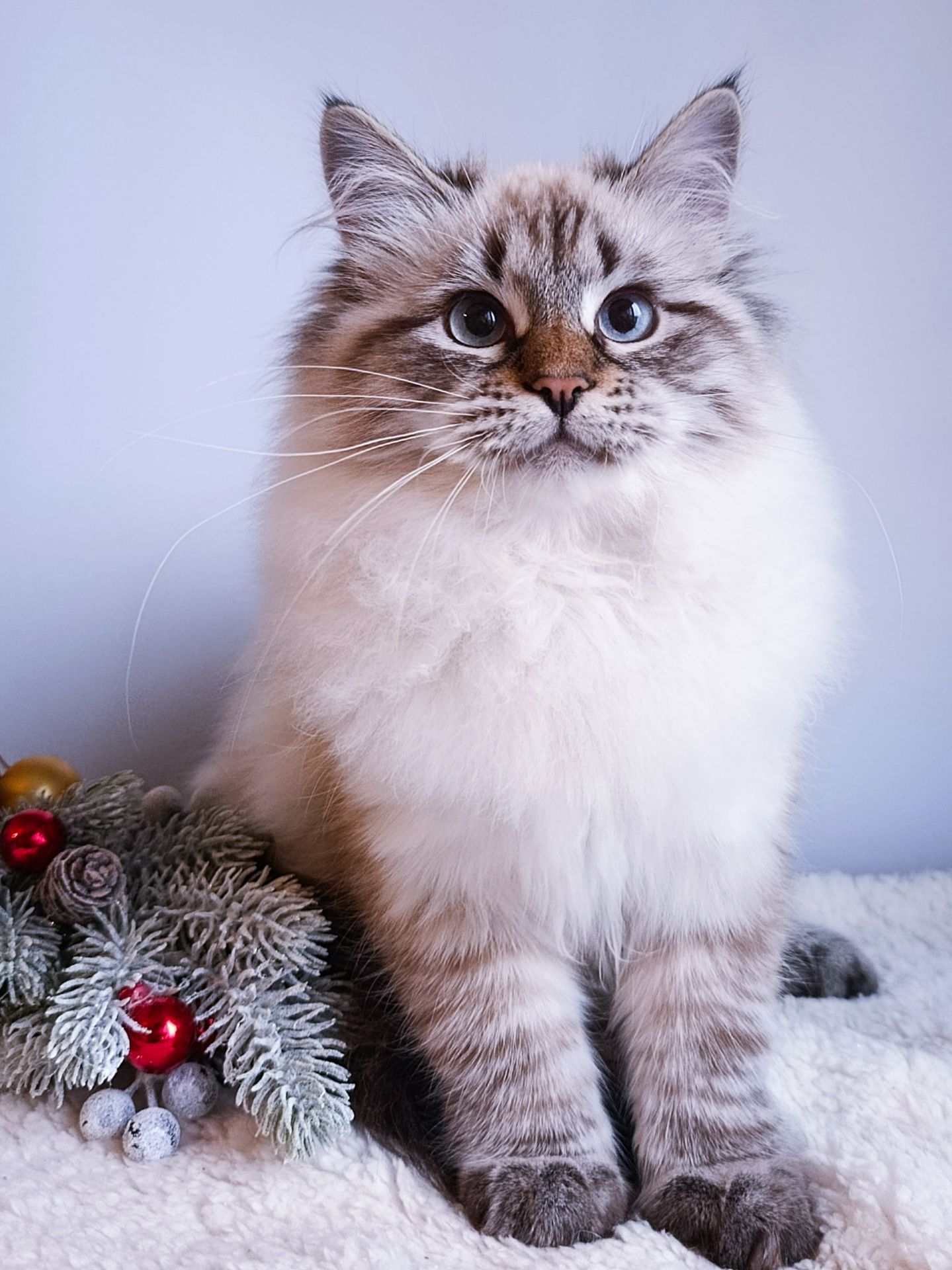 Клубна невська маскарадна дівчинка Andromeda