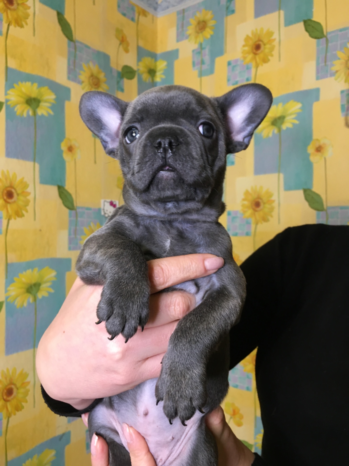 Цуценя французького бульдогу