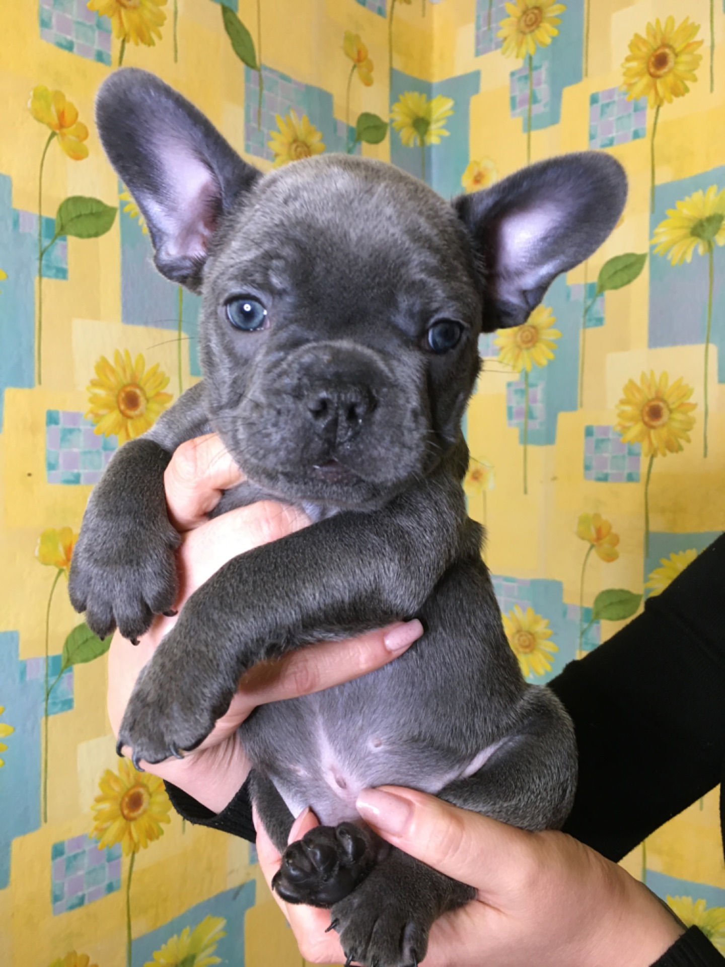 Цуценя французького бульдогу