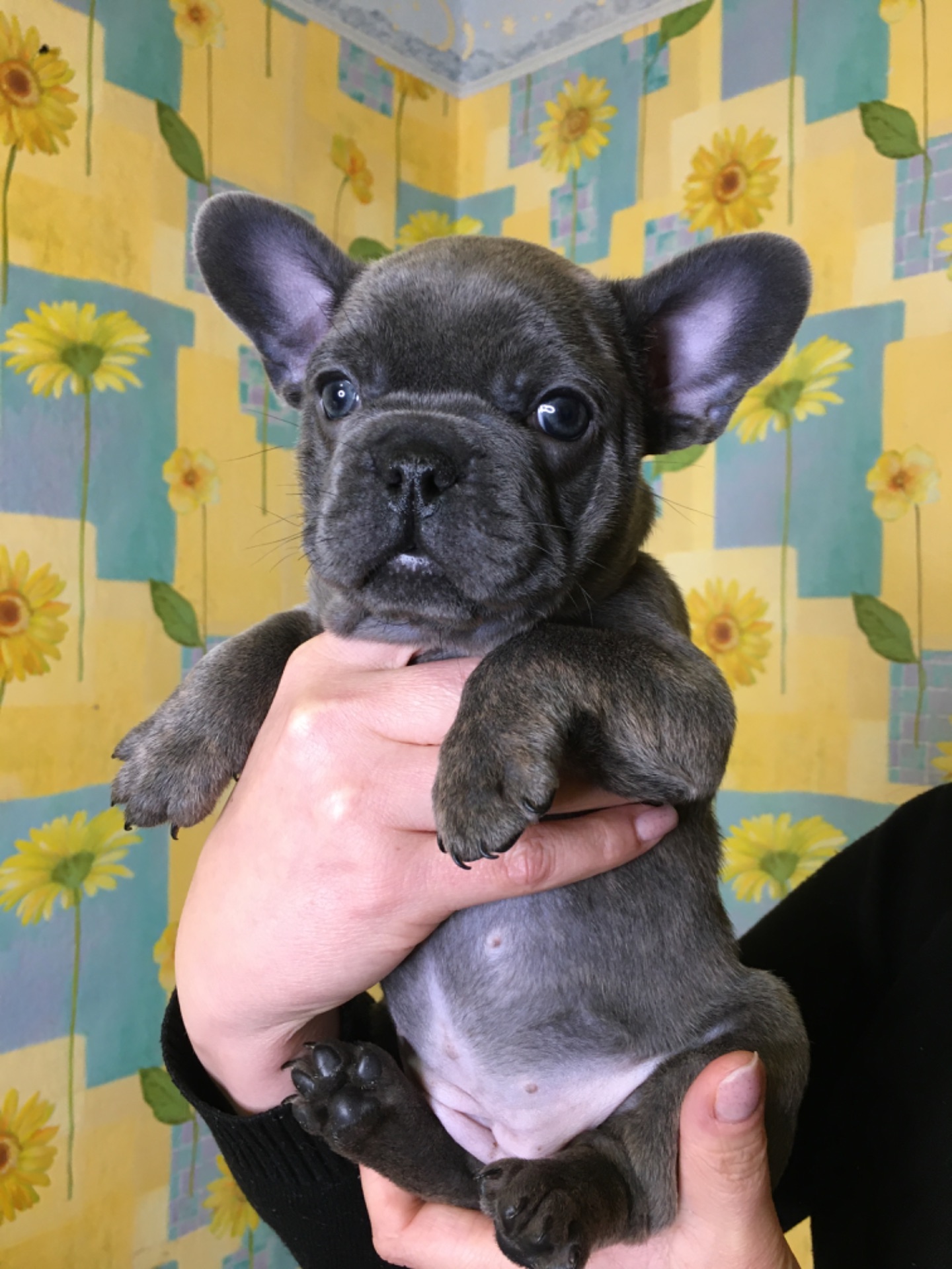 Цуценя французького бульдогу