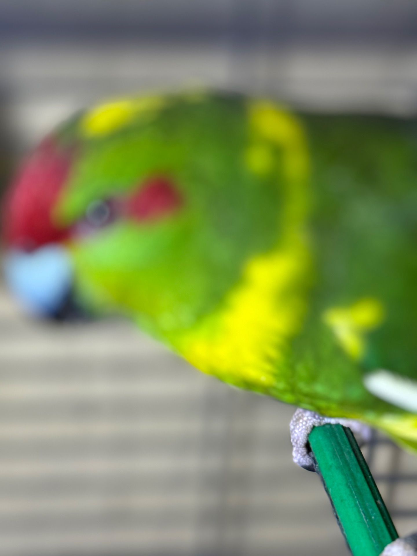 Папуги різних кольорів какарік, молоді