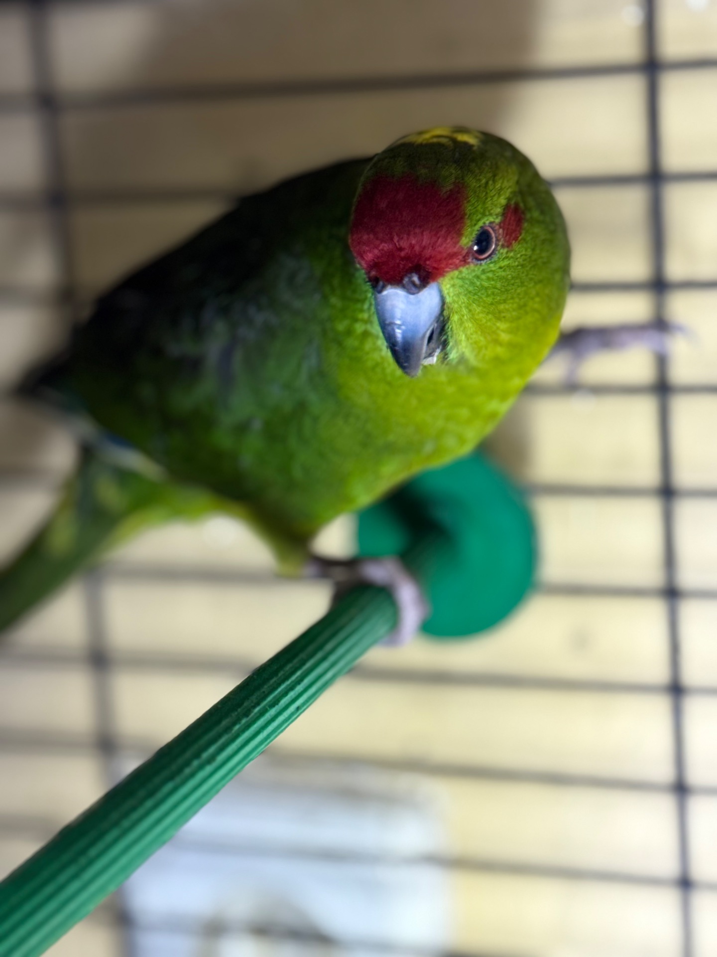 Какарік веселий та активний папуга