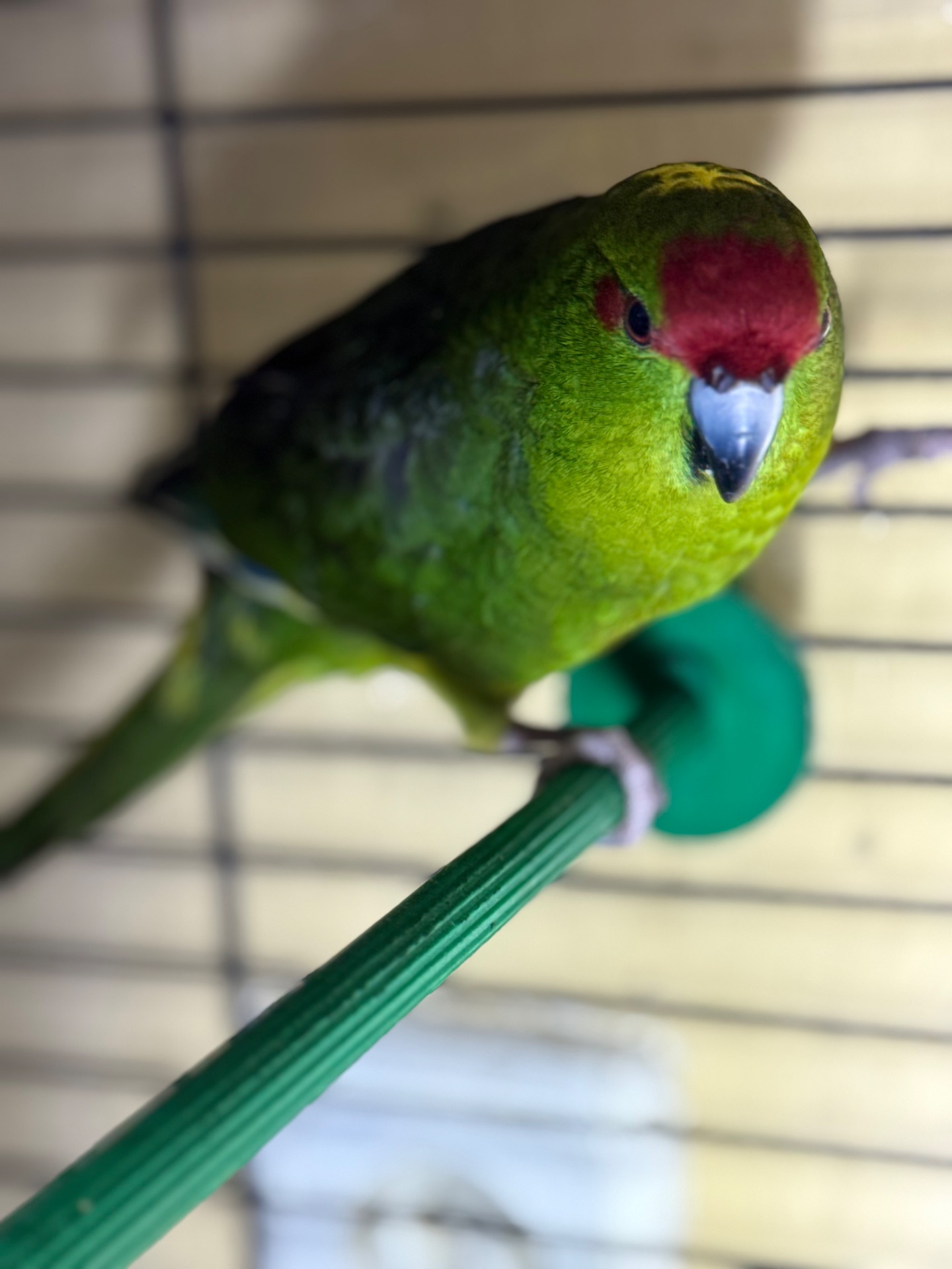 Какарік веселий та активний папуга