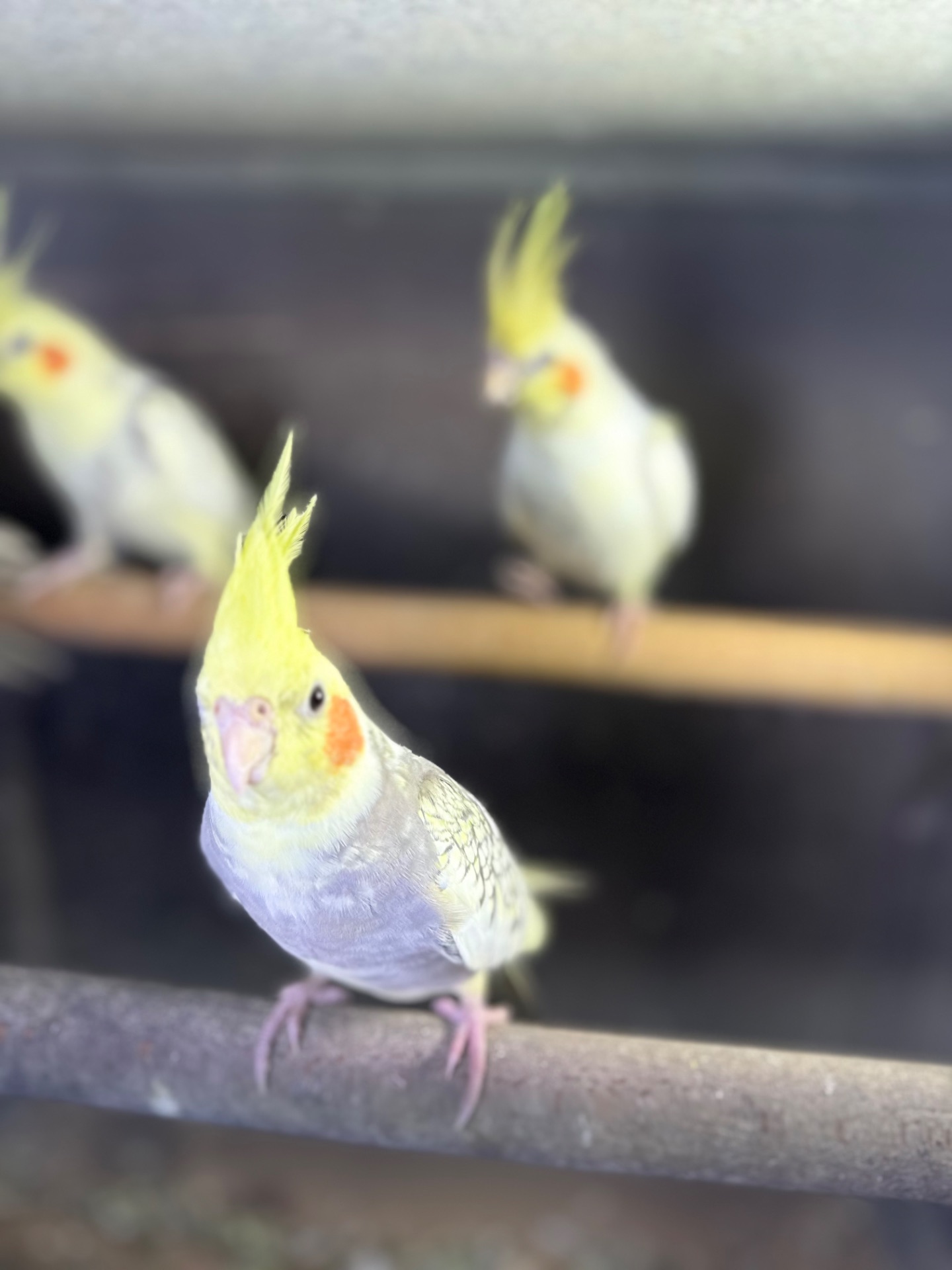 Пташенята папуги Корелла говорящі