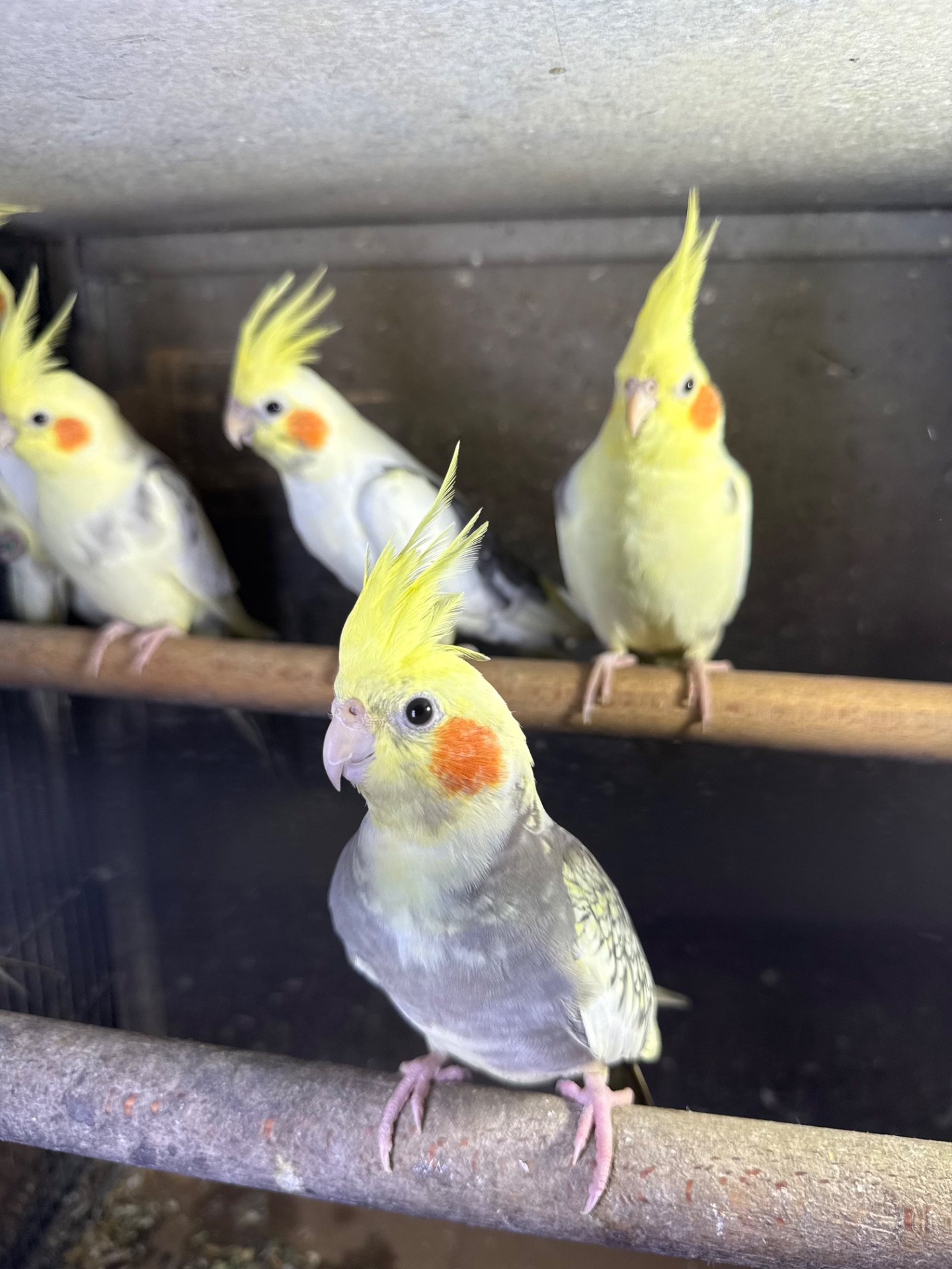 Пташенята папуги Корелла говорящі