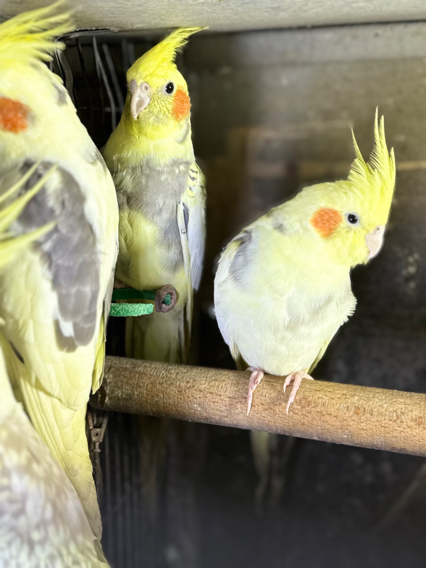 Корелла папуги для дітей пташенята