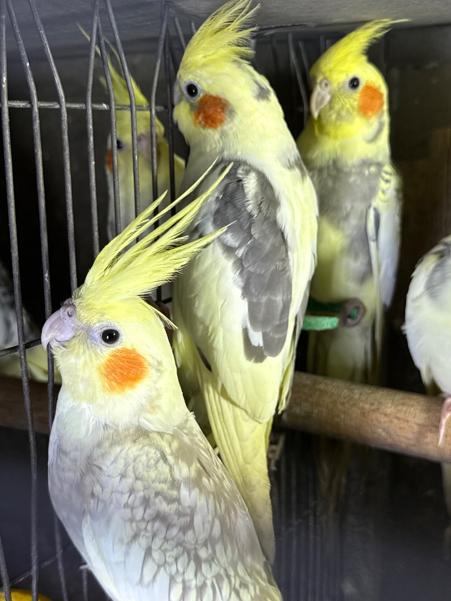 Корелла папуги для дітей пташенята