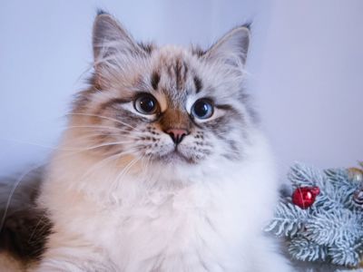 Клубна невська маскарадна дівчинка Andromeda