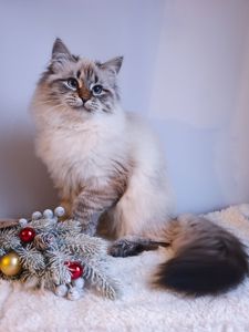 Клубна невська маскарадна дівчинка Andromeda