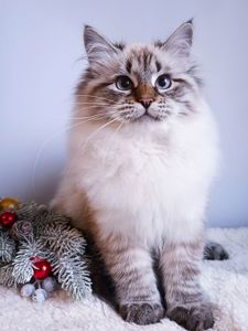 Клубна невська маскарадна дівчинка Andromeda