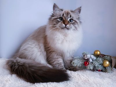 Клубна невська маскарадна дівчинка Andromeda