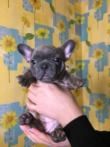 Цуценя французького бульдогу