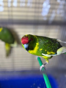 Папуги різних кольорів какарік, молоді