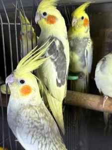 Корелла папуги для дітей пташенята