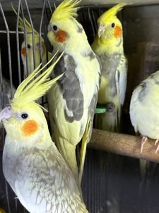 Корелла папуги для дітей пташенята