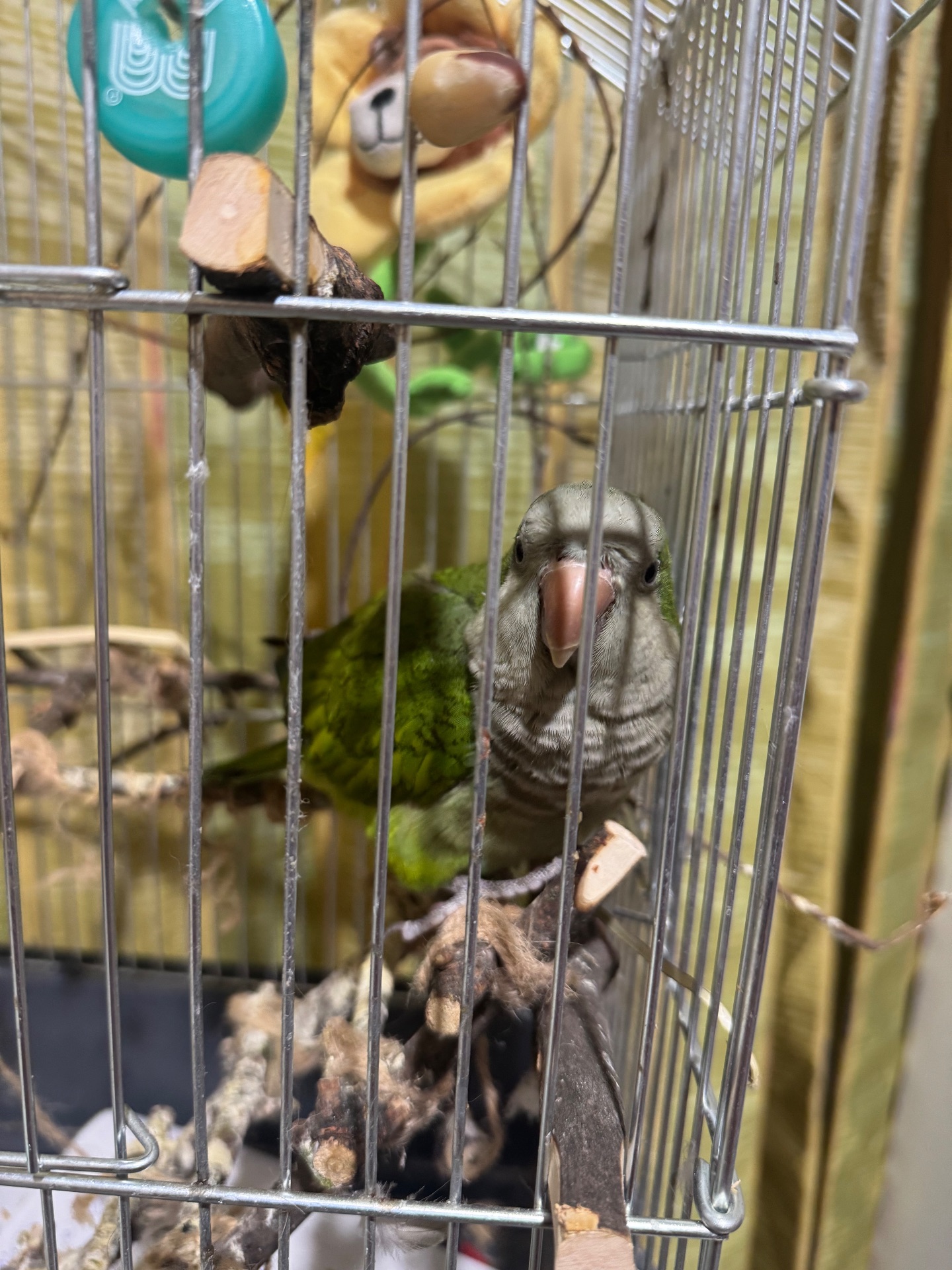 Продам папугу Каліта-Могах (Квакер) 5 місяців, ласковий як кошеня