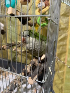 Продам папугу Каліта-Могах (Квакер) 5 місяців, ласковий як кошеня