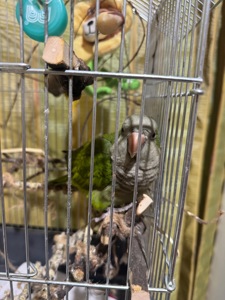 Продам папугу Каліта-Могах (Квакер) 5 місяців, ласковий як кошеня