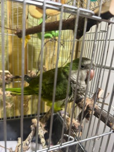 Продам папугу Каліта-Могах (Квакер) 5 місяців, ласковий як кошеня