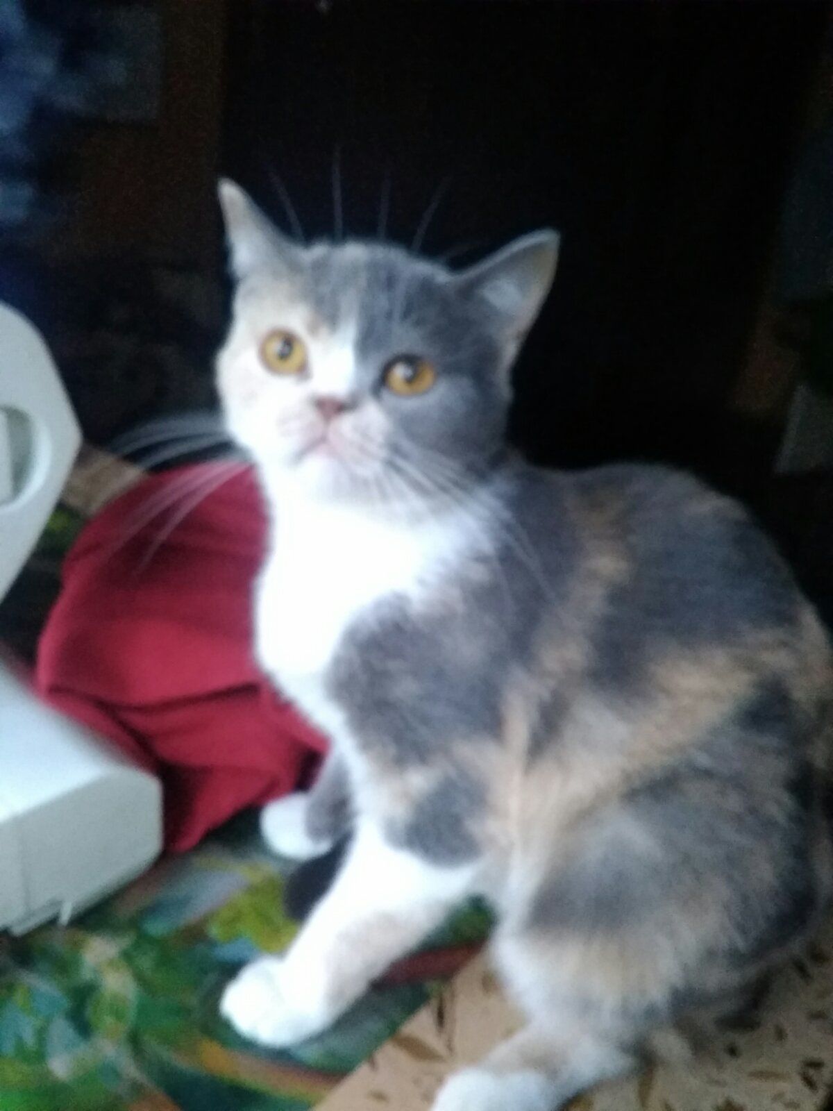 Британская кошечка трехцветного окраса