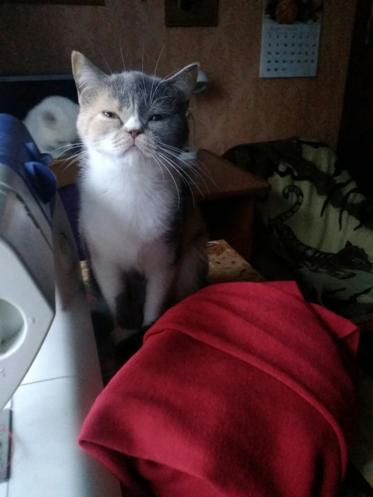 Британская кошечка трехцветного окраса