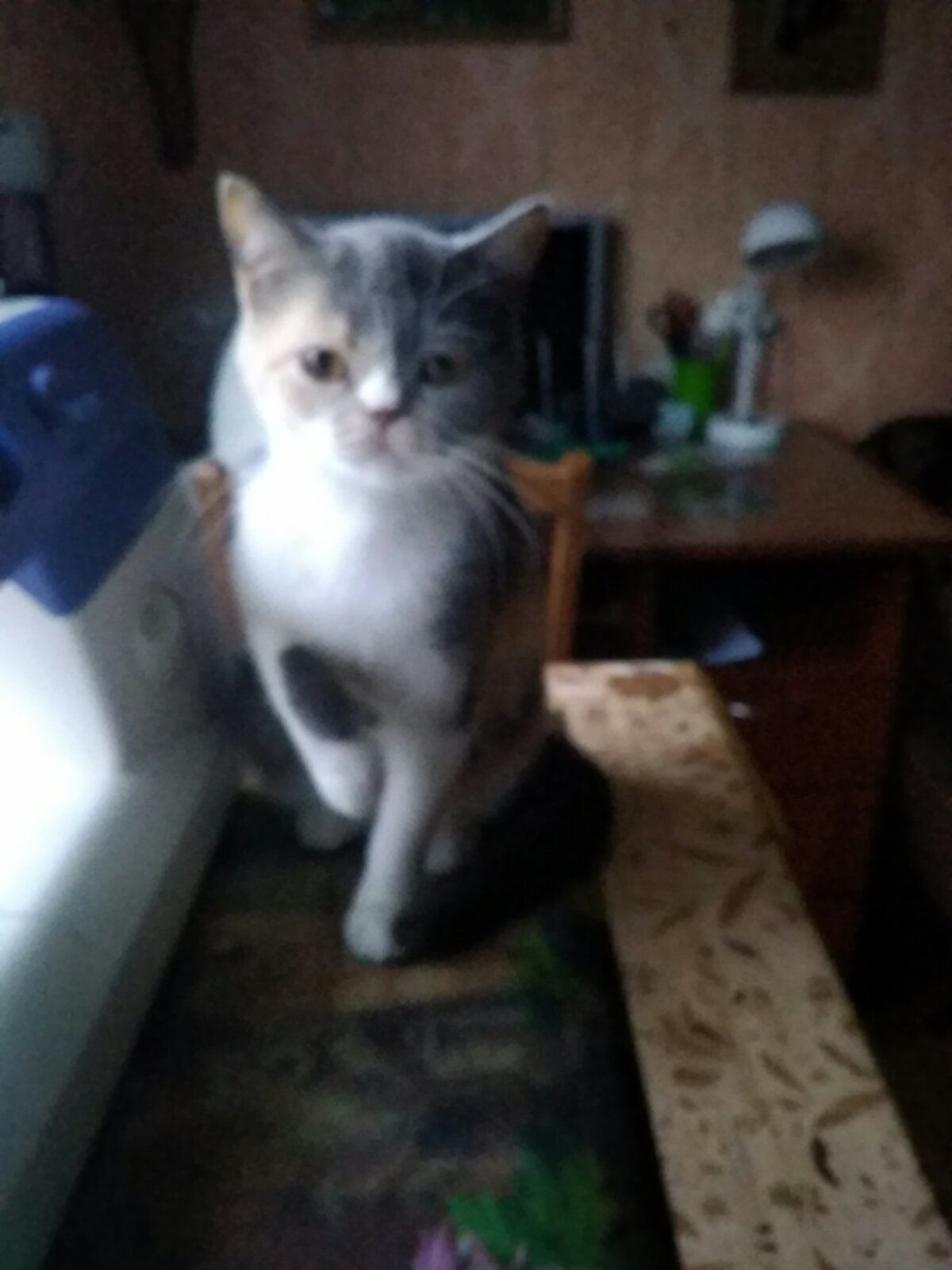 Британская кошечка трехцветного окраса