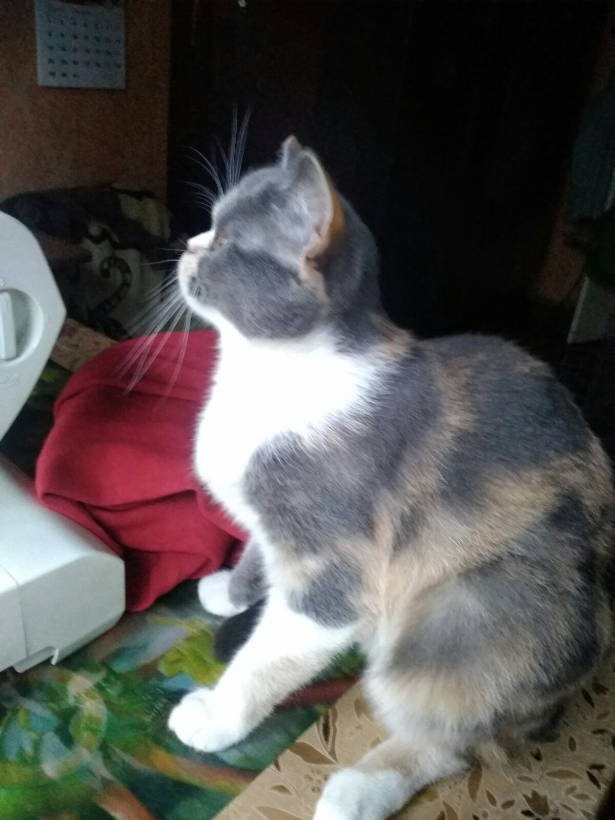 Британская кошечка трехцветного окраса