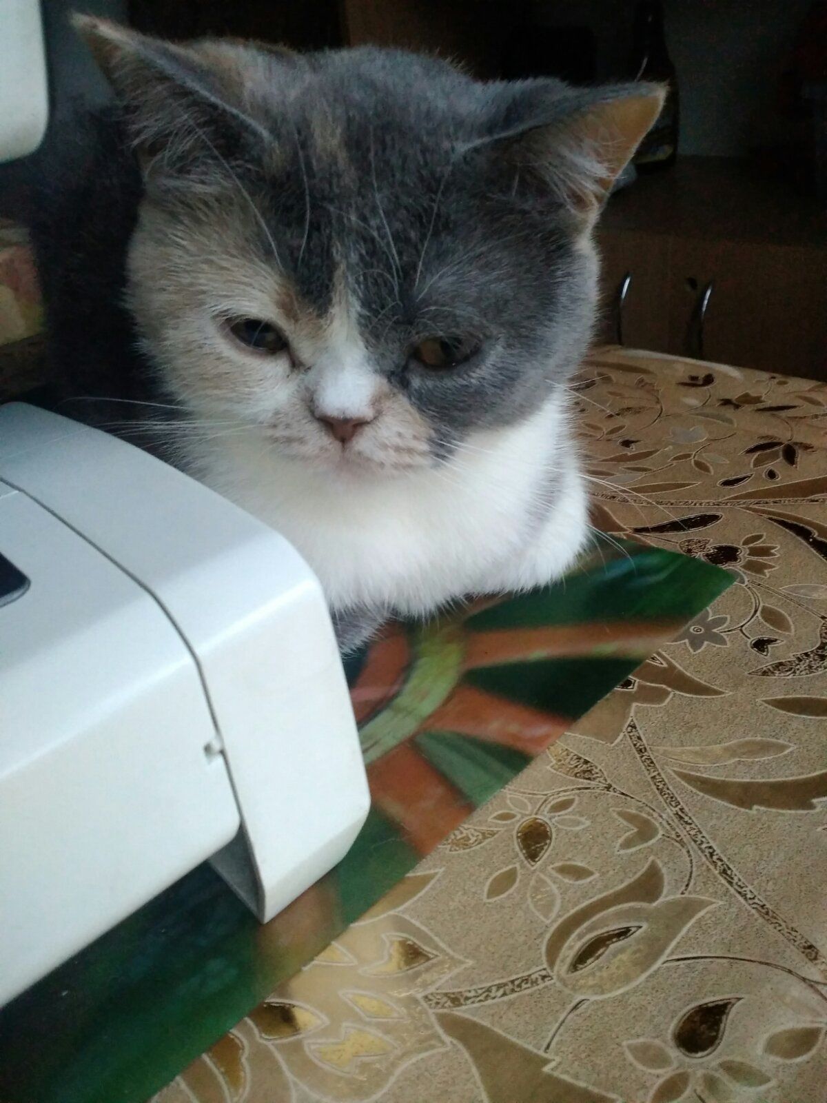 Британская кошечка трехцветного окраса