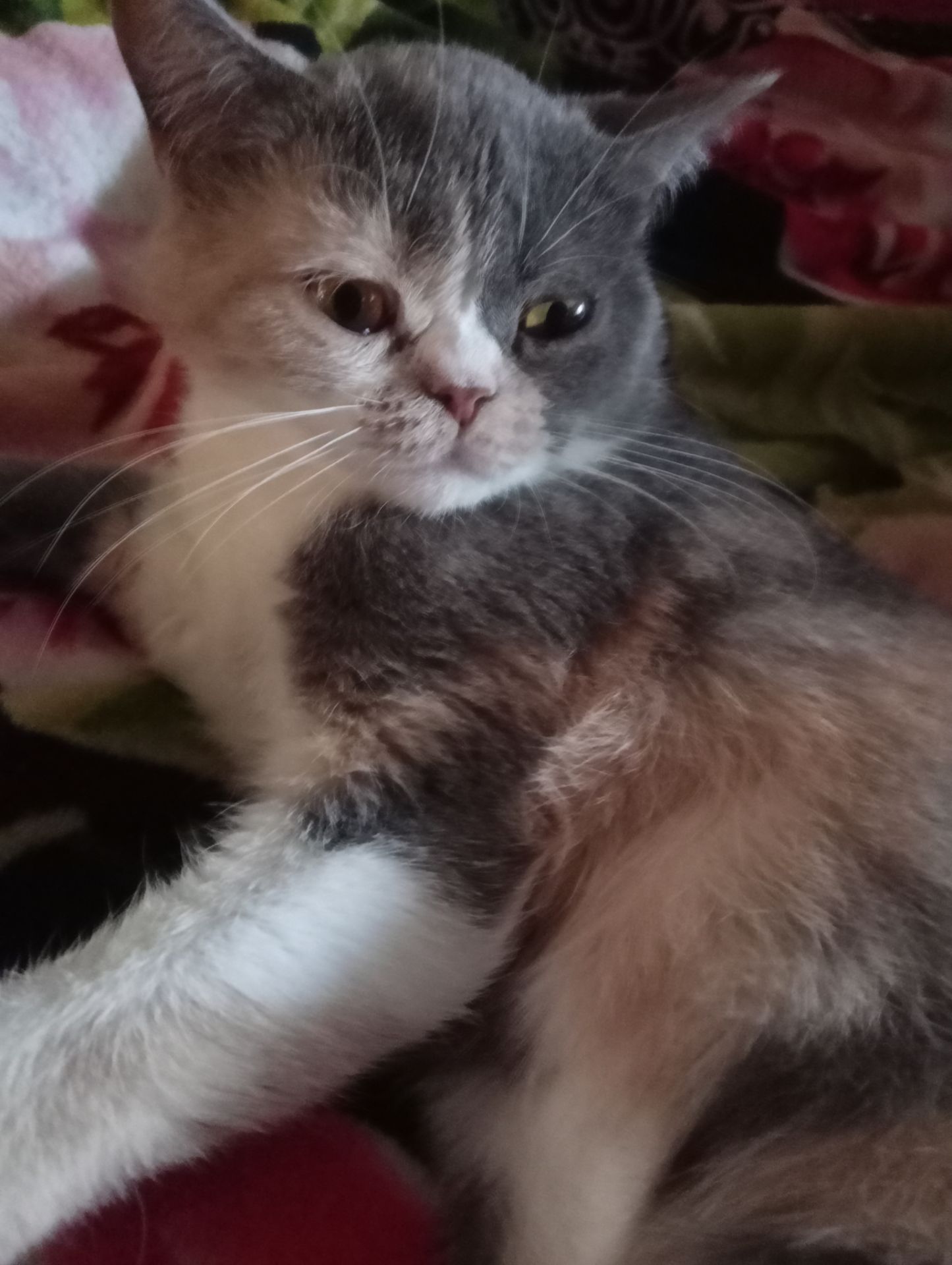 Британская кошечка трехцветного окраса