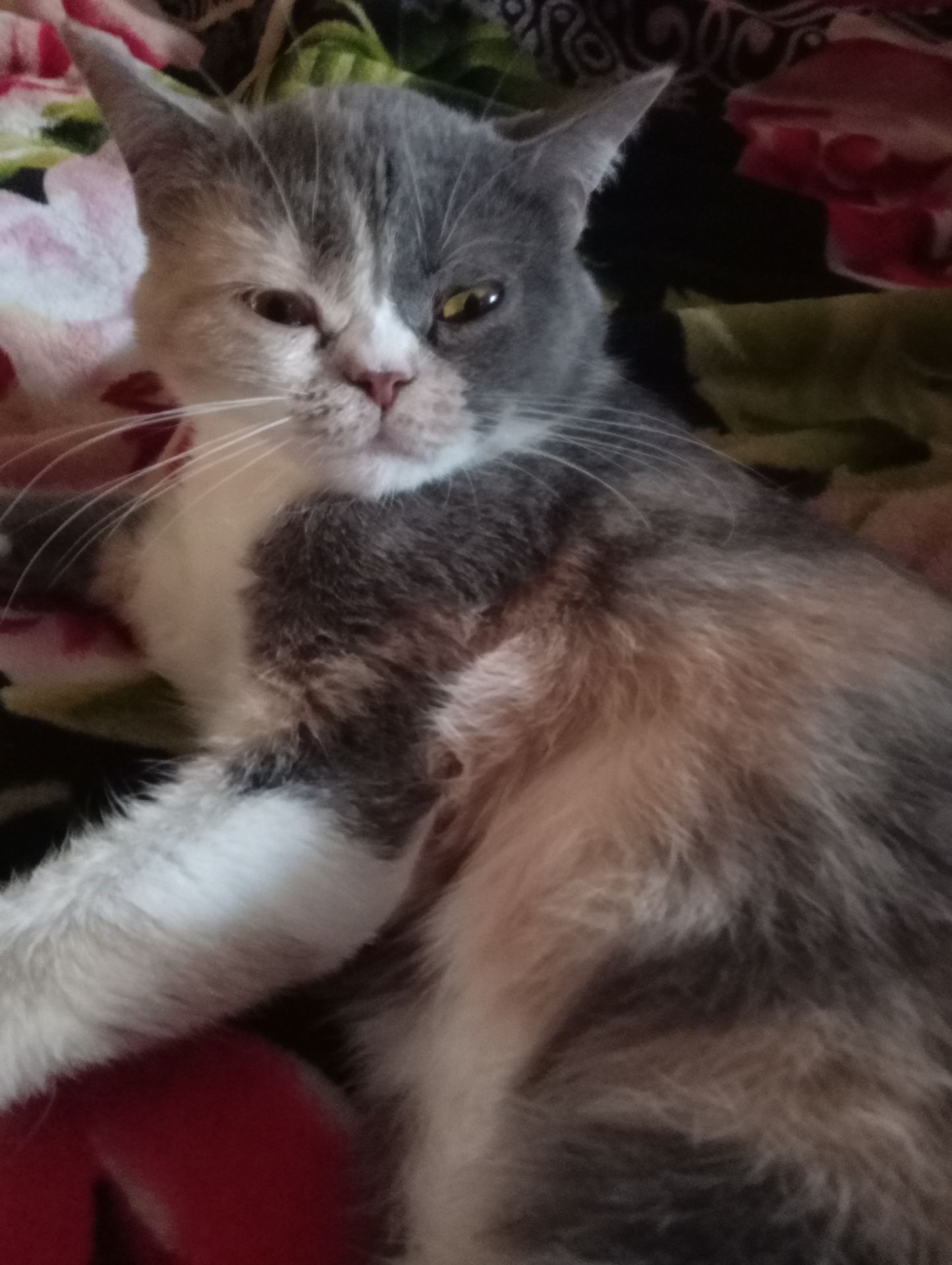 Британская кошечка трехцветного окраса