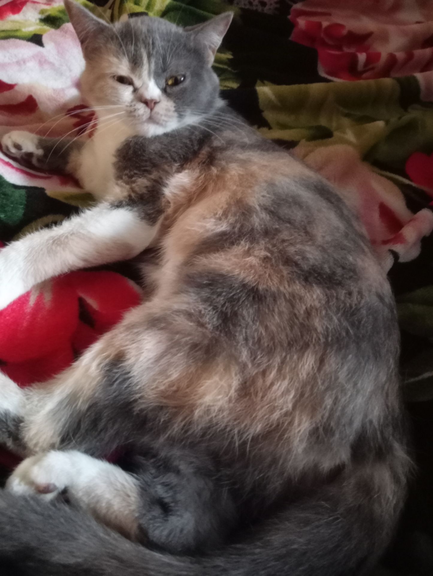 Британская кошечка трехцветного окраса