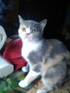 Британская кошечка трехцветного окраса