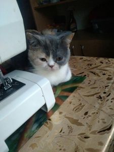 Британская кошечка трехцветного окраса