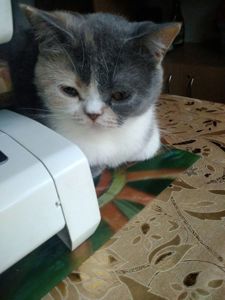 Британская кошечка трехцветного окраса