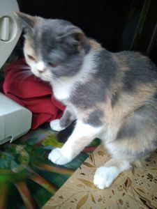 Британская кошечка трехцветного окраса