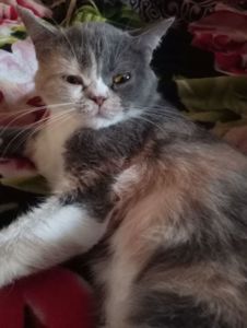 Британская кошечка трехцветного окраса